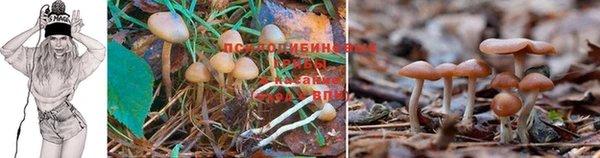 прущие грибы Богородицк
